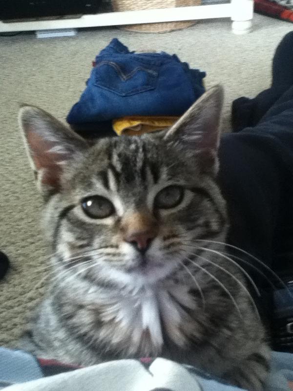 rashannne's tweet image. Kitty you are not helping me fold my laundry.. #getoff #purringmachine