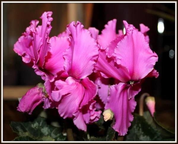 Woonplant van de maand, de #Cyclaam van kwekerij Vollebregt wij willen de allermooiste. Jullie toch ook ?