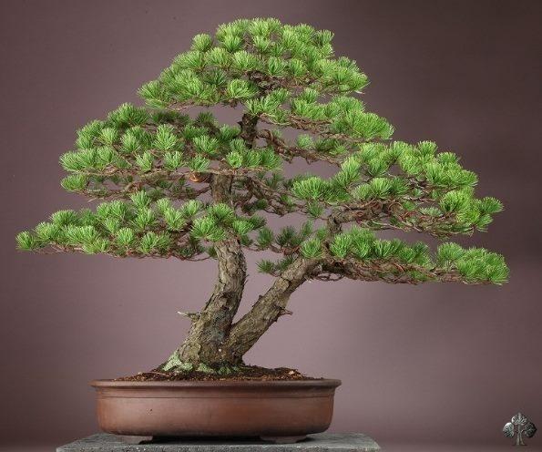juniper bonsai tree for sale juniper bonsai tree Seeds for sale online – Seed World main image 1