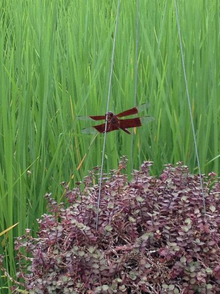 leotoyja's tweet photo. ภาพแมลงปอ จับภาพด้วย iPhone 4S สวยใช้ได้เลย http://t.co/fraDY0ux