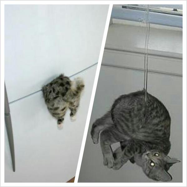 GraceNickolsays's tweet photo. Well today was something else, I had to help Mr. Spookous in his wild adventures #blindcat #wandercat #thundercat! http://t.co/BVR4Eq5D