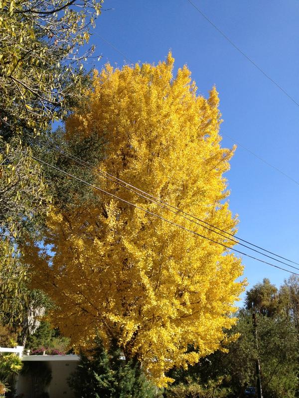 This is a tree
