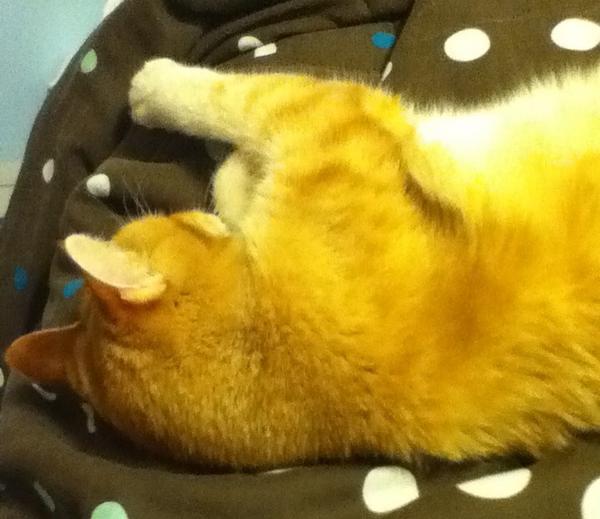 smosh_1D's tweet photo. The cutest kitty ever <3 http://t.co/u7sVBkEz
