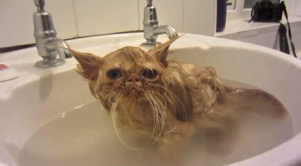 Yoda Pepper (@Yoda_The_Cat_) / Twitter