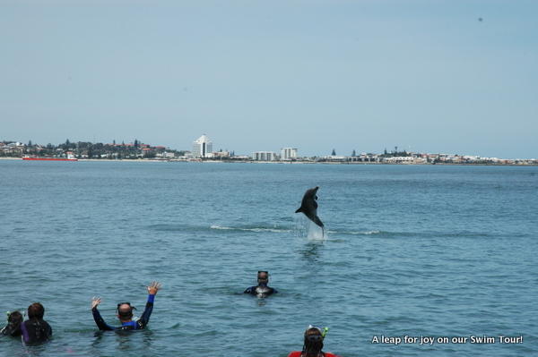 We have had some great interactions with our local #dolphins! Check out this gr8t Swim Tour photo.