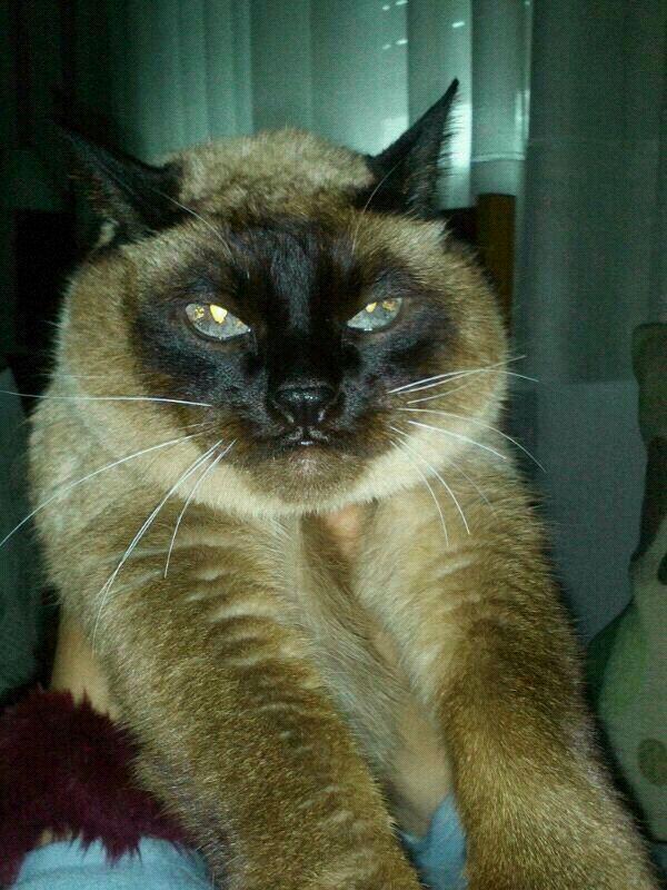CarmenBlancoP's tweet photo. la pesadilla que nunca quise tener ayer la tuve Nunca nadie llenara el vacio que has dejado TODOS.TE QUEREMOS PRINCESA http://t.co/wPirLmms