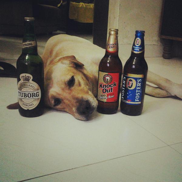 GitBitGuy's tweet image. "I am not drunk.Okay?" #ThingsMyDogWouldSay @FostersAoC