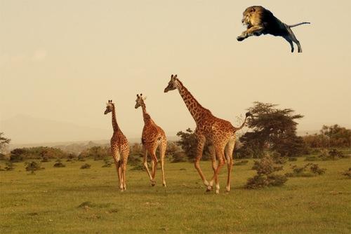 How High Can a Lion Jump