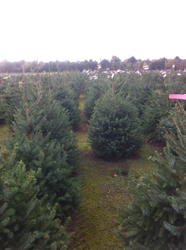 Over 2 weken staan deze #kerstbomen op onze verkooplocaties in #Eindhoven ook incl. #bezorgen #kerst2012 #goedkoop #fb