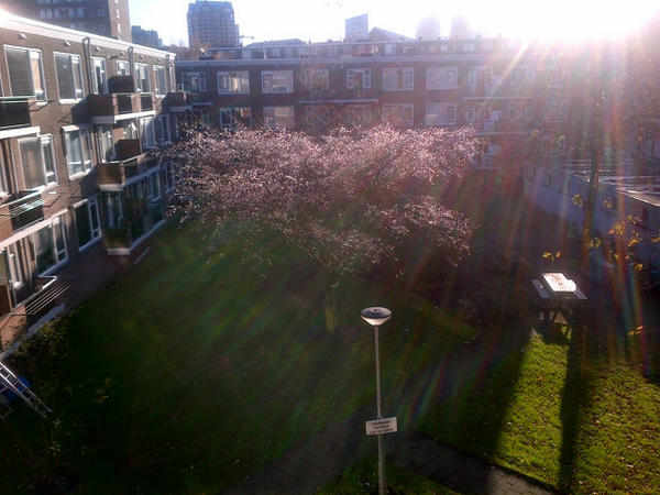 max3434's tweet image. Foto van een boom in mijn #supergroot achtertuin: