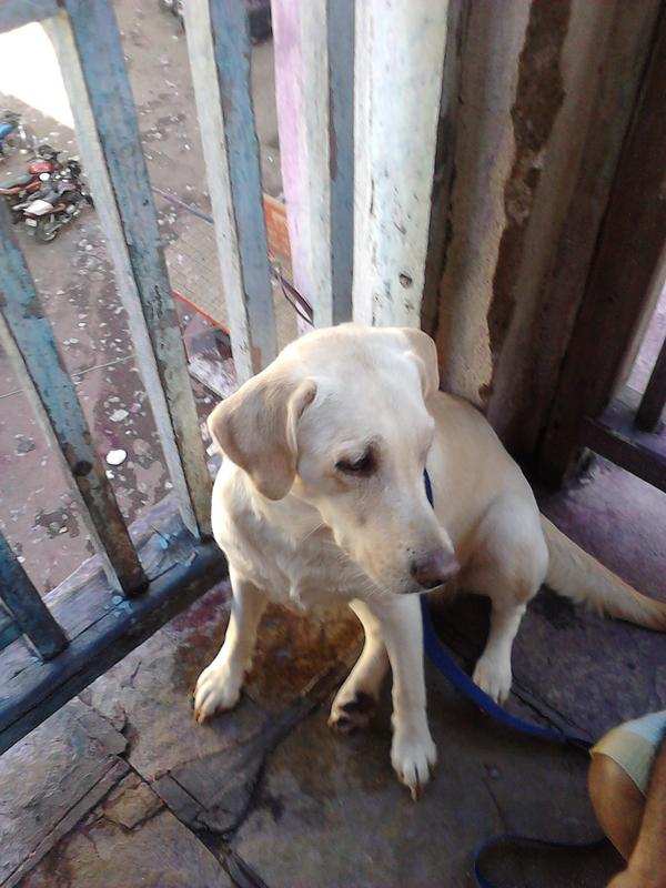 Ankurkulkarni_'s tweet image. "i m missing u... come and hug me" #thingsmydogwouldsay