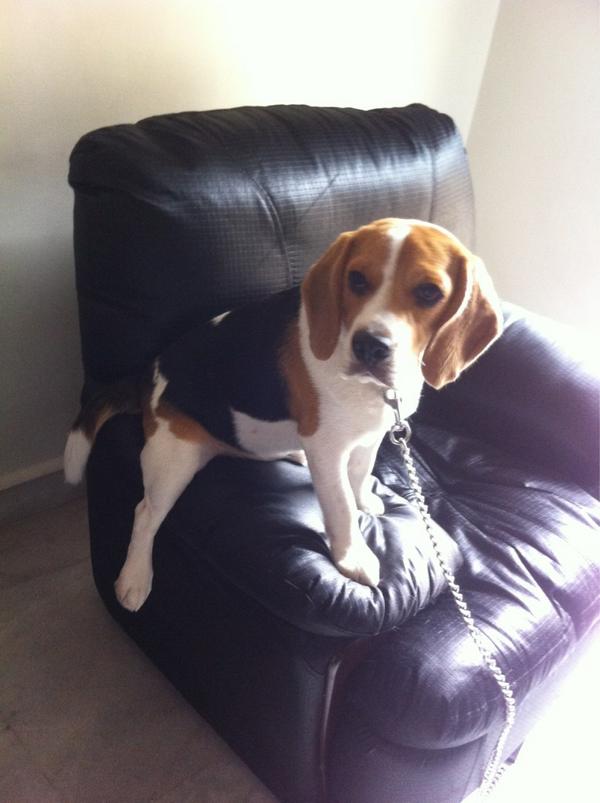 Rushi_Khadtare's tweet image. @FostersAoC #ThingsMyDogWouldSay   
It's time for a Booze !! Haven't received my order yet..