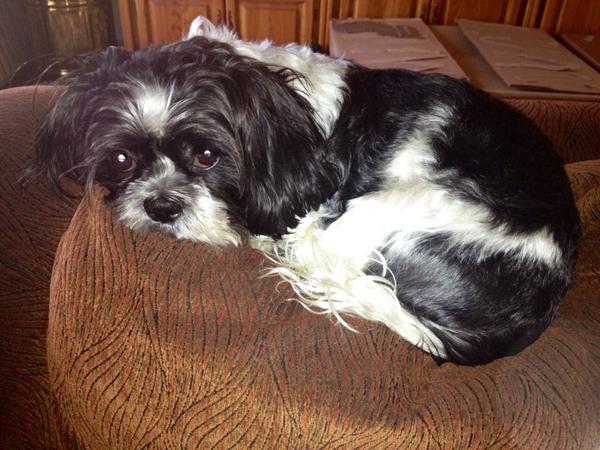 AddyP1's tweet image. Max can&apos;t wait for his Turkey. Happy Thansgiving to all. Miss you @Jen_Addy . Blarney Stone instead of mashed potatoes.