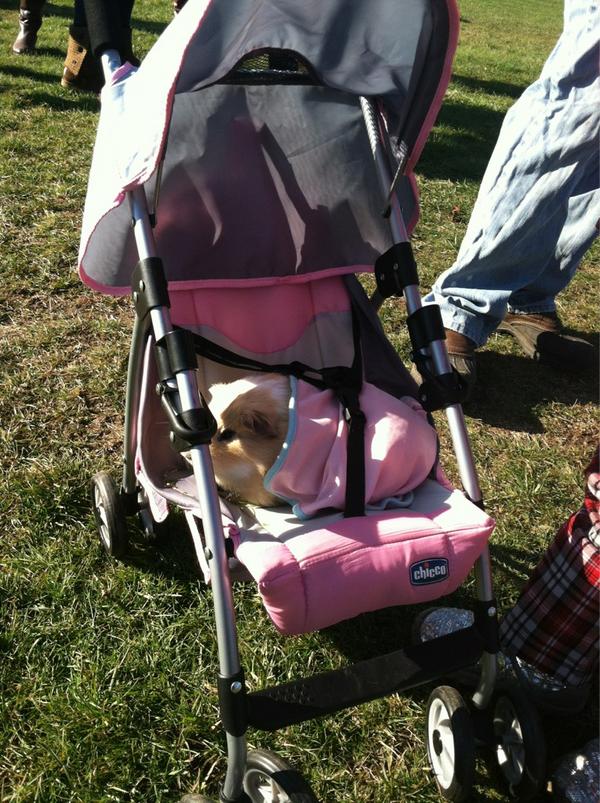 guinea pig stroller