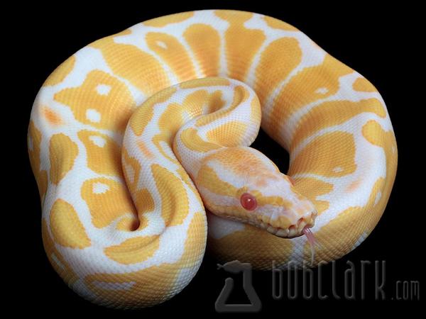 shannonb_cx's tweet image. want to buy a beauty like this cost £400/500 though :(
#albinoroyalpython