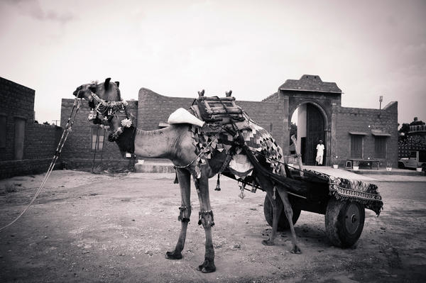 sumedhtn's tweet image. #ThingsMyDogWouldSay dude that dog is super huge , but i can take him on