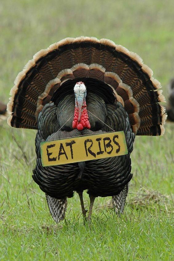 jr_ribs's tweet photo. Happy Thanksgiving ! http://t.co/THTXGSiT