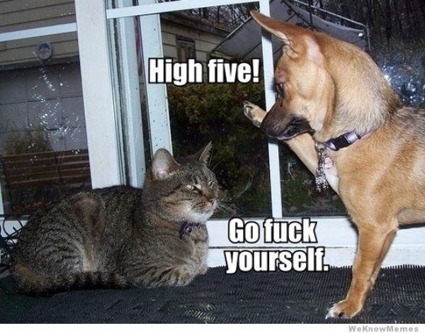 DabanggDog's tweet image. this is what i say #ThingsMyDogWouldSay i dont like that other pet of yours, this is the reason why