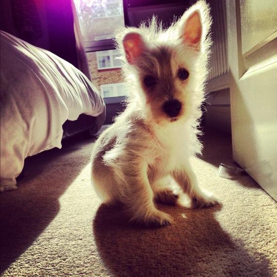 GavWonna's tweet image. @professorgreen #Boogles the Westie