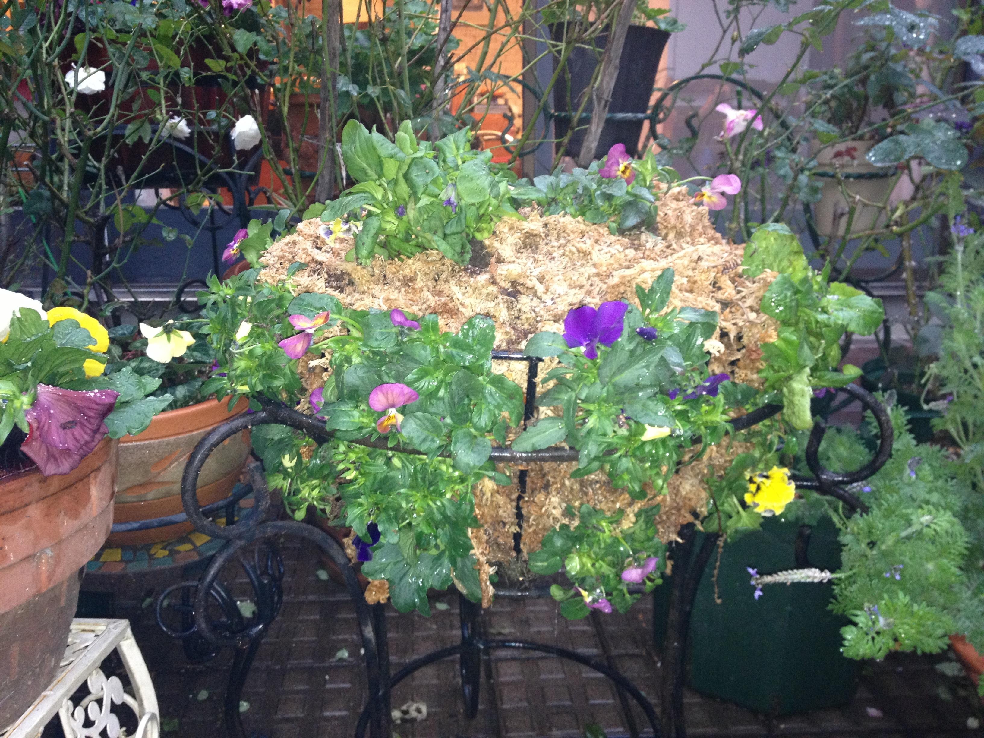 メイオラニア Meiorania Twitter