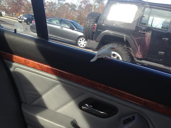 wemmsy's tweet image. JULIET THE FINCH IS LOOSE IN MY CAR #savetheprincess