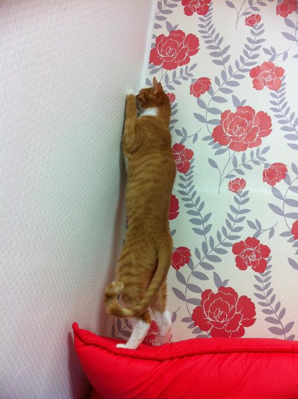sjh0823's tweet photo. @CatLuv_bot 울냥이가 더 길다옹 모기잡는 중ㅋㅋ http://t.co/IG6YZ5kZ