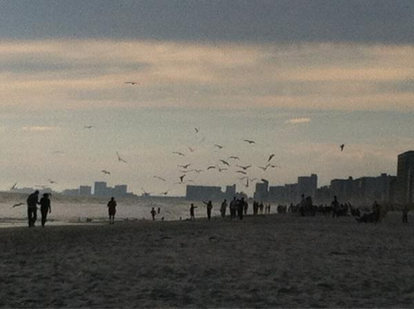 ReignOfApril's tweet photo. Someone must be feeding them nearby. RT @txvoodoo: Is the gull army around you? #TracksInSand” http://t.co/hKL8ZSSK