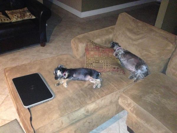 svieten's tweet photo. My babies passed out on the sofa =) http://t.co/Pq43arTQ