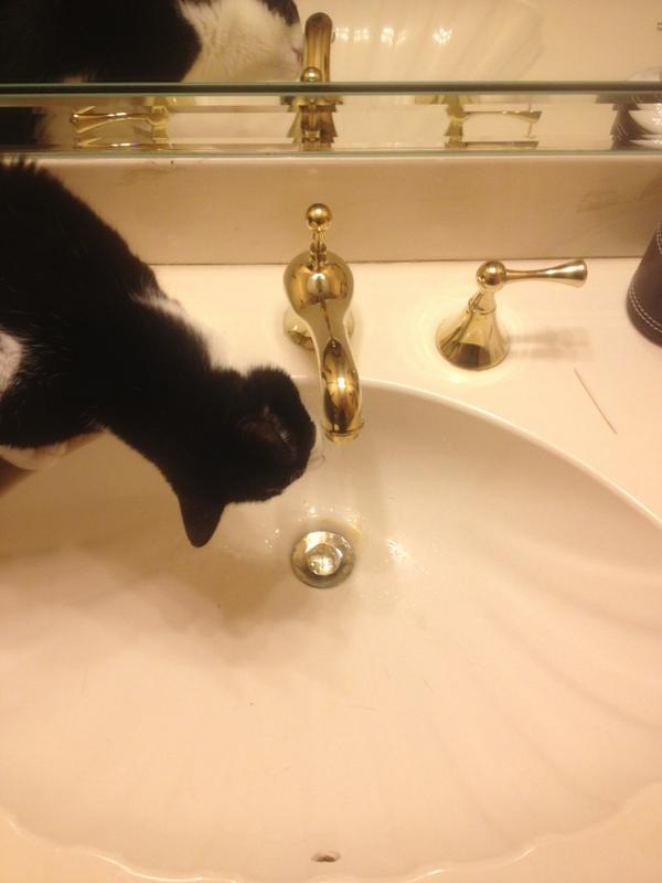 samtillinghast4's tweet image. First class cat #firstclass #classfirst