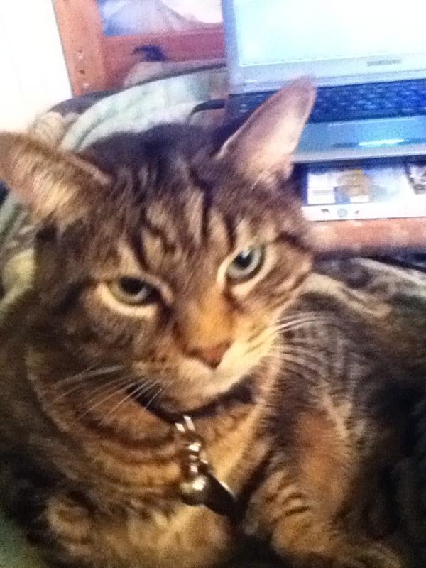 tai2k7's tweet photo. My cat likes to pose for the camera. http://t.co/6AzZHFmf