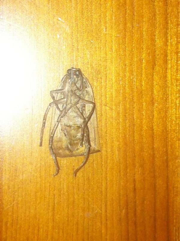 Maxifieldi's tweet image. The aliens are here #basilboli #davidleemoth #jonjoshelvey4england