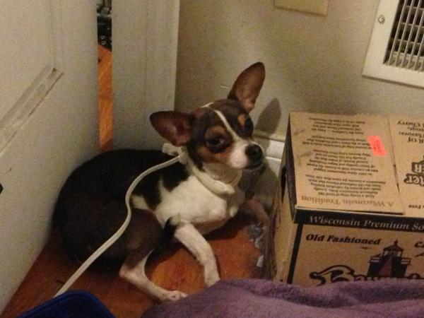 devanschneider's tweet photo. Just had to pull this skinny little man in from the cold. He was so scared and had a hurt paw, so off to the doctor. http://t.co/Ct5GxU6Z