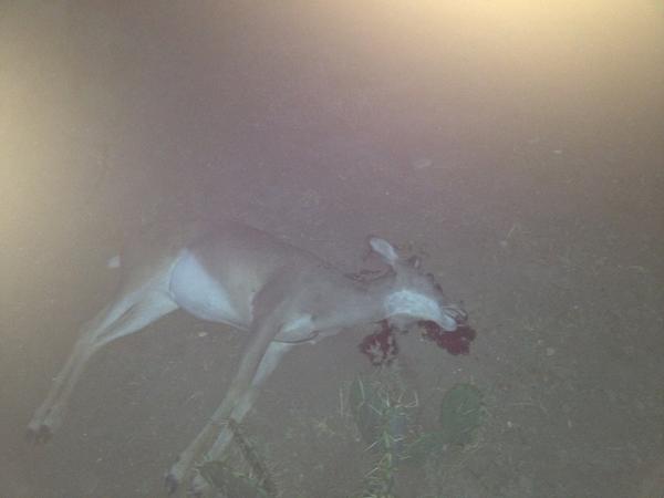 Txags03's tweet image. First deer down and cleaned. Campfire, Music, Beer #goodtimes 
Image is graphic to PETA lovers 
#readgenesis
