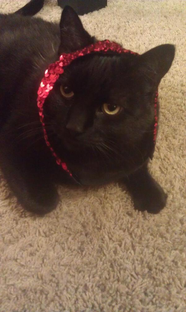 amandapermuth's tweet image. Oreo supporting LNHS in my sequined headband
#gonorth #felinesupport