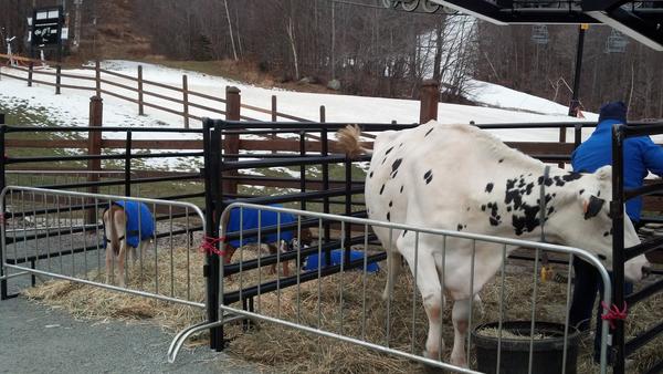 There'sa cow at the bottom of the K1. #cvps #cowpower