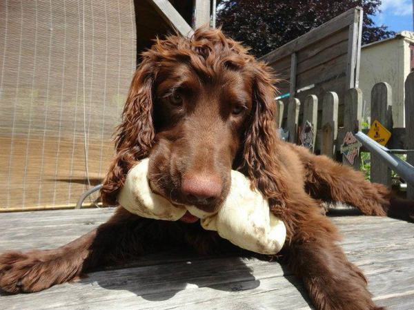 DerehamsInn's tweet photo. cutest pub dog ever!!! our little Rolo!! http://t.co/sbk5H1TS