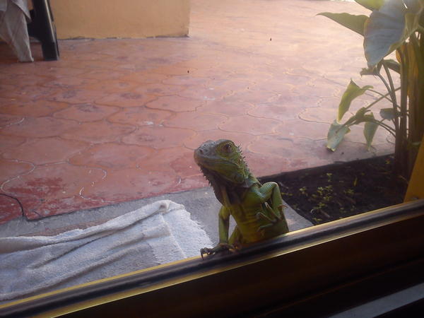 El nuevo miembro de la fam (q ocupa el lugar de <a href="/anaceciliacem/">Ana</a> )