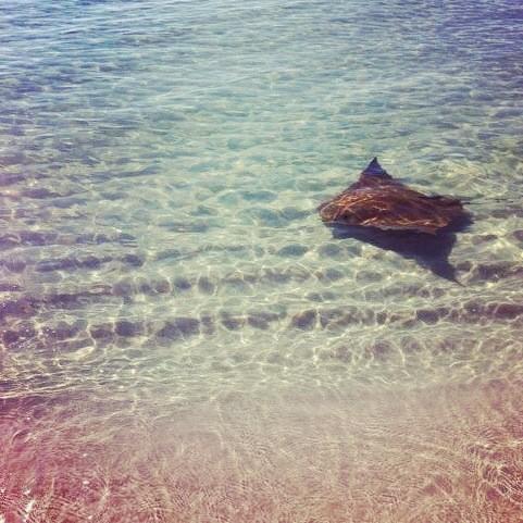 Amanda Cunningham tweet media