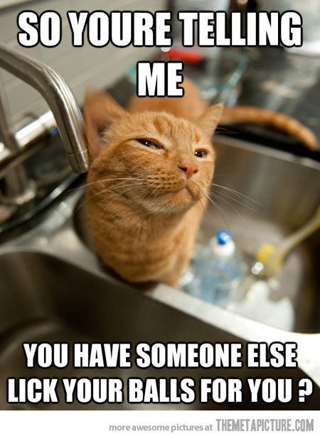 funnyquotedaily's tweet image. New Funny Picture: Skeptical Kitten…