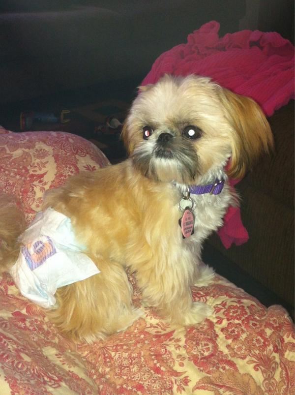 Pic of my mother's incontinent dog. She puts the diaper on her when they visit. Funny because she likes to wear it.
