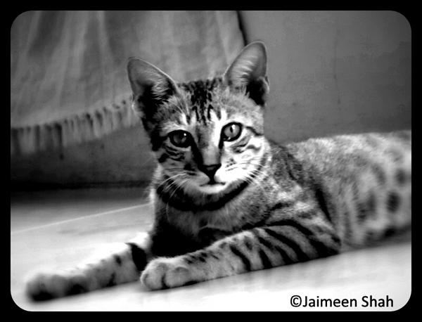 JSPhoTography__'s tweet image. A black nd white ..Billi..:-)
