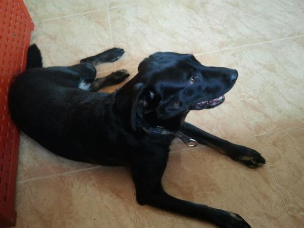 anam_gracia's tweet photo. Hola soy magic!busc 1 amig@ q pueda hacerse cargo de mi!alguien comprometid y q spa qrerm! pnt n cntact cn @anam_gracia http://t.co/8UrUrvkX