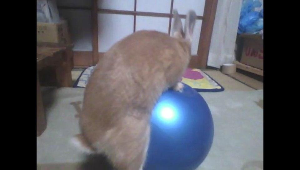 寝込み屋 ボールに乗ろうとするうさそのに これはマウンティングってやつか ネットでうさぎのマウンティング について調べてみたところ止めさせた方がいいだの無視しろだの判然としない ちなみにこいつはメスのはず Usagi Http T Co