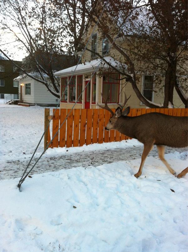 7_kent's tweet photo. In banff deer walk around like ppl http://t.co/G8X7wqXG