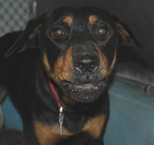 PascoUrgentDogs's tweet image. Rottie mix in need of adoption or rescue commitment ASAP! m.facebook.com/photo.php?fbid… #TampaBay #florida #PascoFL