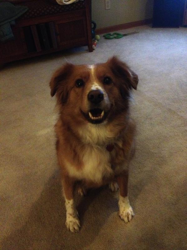 Shmemsie's tweet image. Murphy! #murphyman #donahuelife #doggies