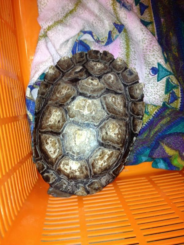 LexieMM's tweet image. Turtle handed off to parks &amp;amp; wildlife 4 rehab. Pet surrendered after ill care. Poor things shell is peeling