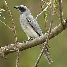 LexieMM's tweet image. Successful reunite black faced cuckoo shrike