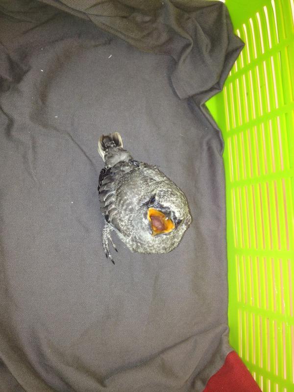 LexieMM's tweet image. Here is the baby cuckoo shrike. Very vocal and very cute and happy to be back with parents