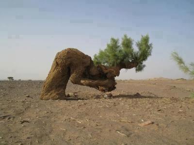 dode_honey's tweet image. 